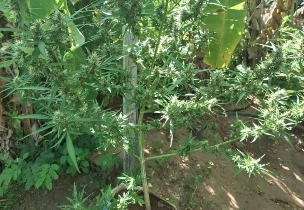 Plantação de maconha é encontrada em região seca no Norte de Minas