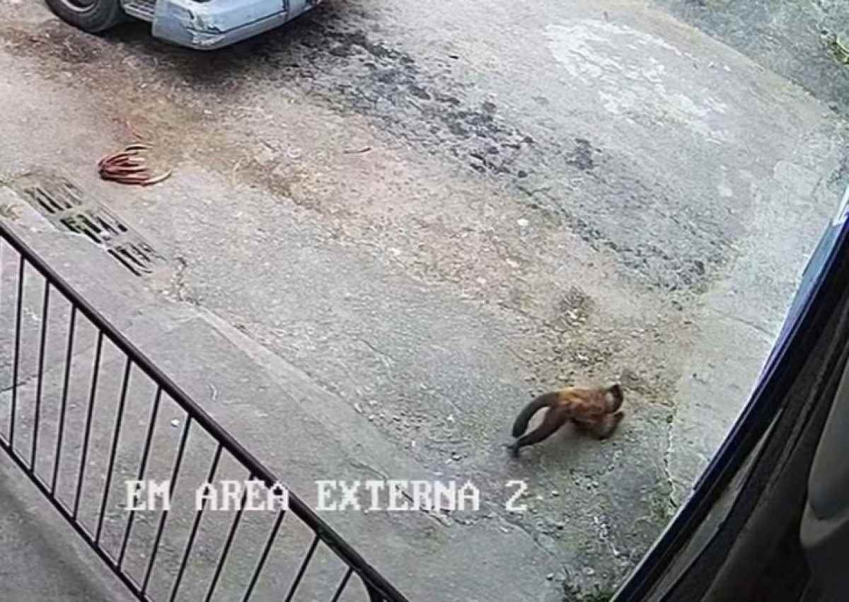 Vídeo: macaco foge do BioParque e ‘invade’ presídio