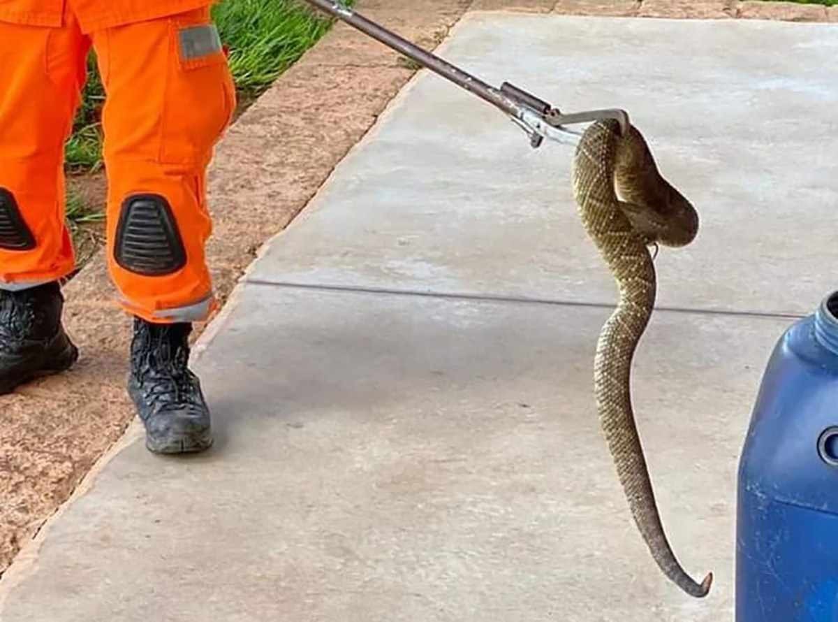 Serpente peçonhenta foi removida da pista de caminhada e lavada para ser solta no meio ambiente