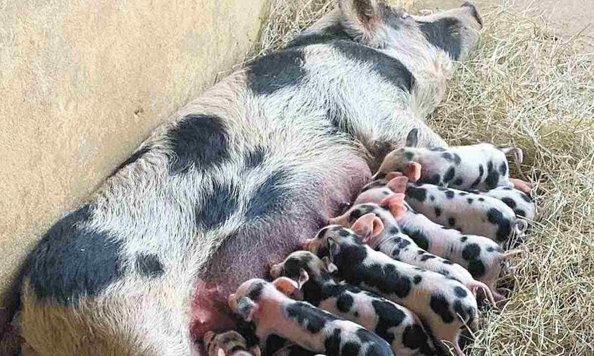 O porco piau faz parte da agricultura familiar, subsistência, renda de comunidades indígenas, e assistidos pela reforma agrária -  (crédito: Nepsui/UFMG)