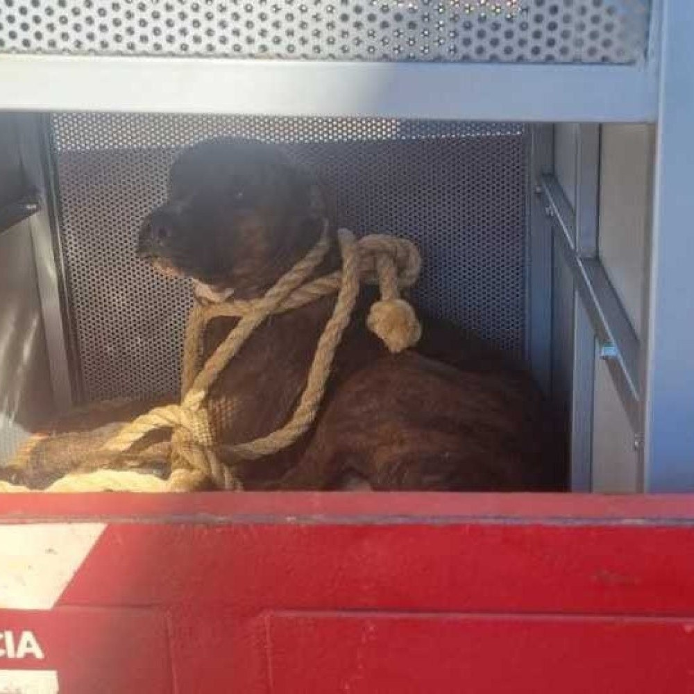 Aluna de 12 anos é atacada por pitbull dentro de sala de aula em Goiás