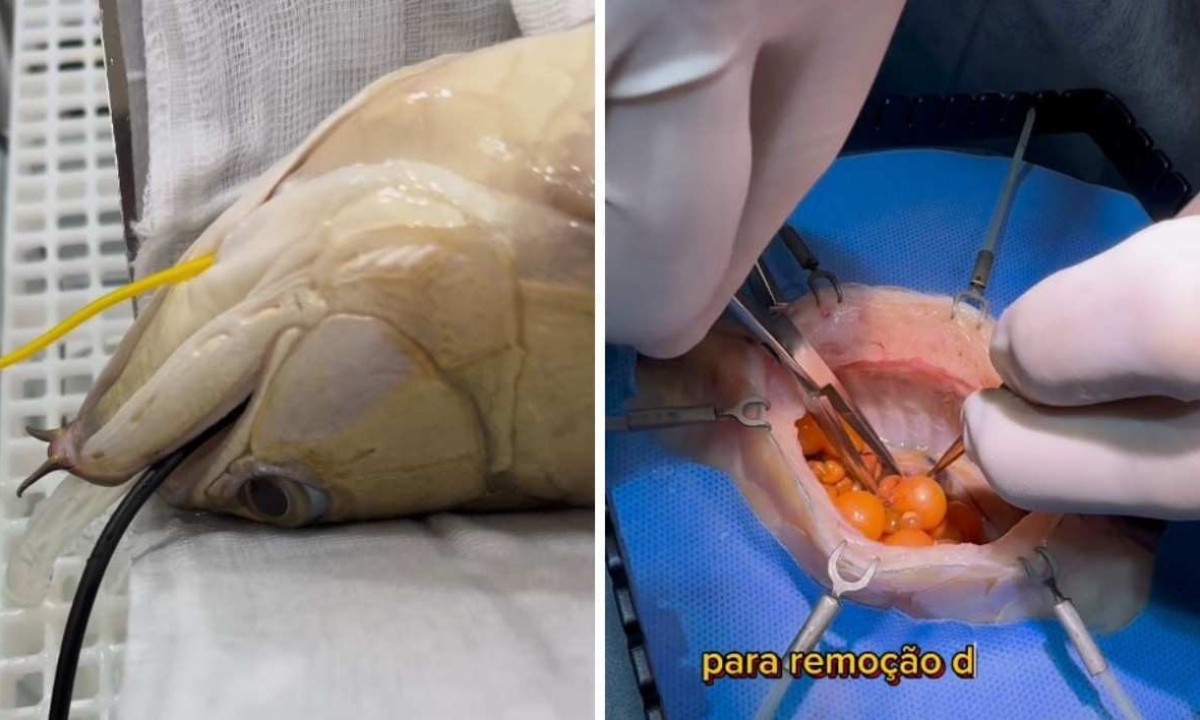 Peixe passou pela retirada de ovas -  (crédito: Reprodução / Instagram / Luiz Guaraná)