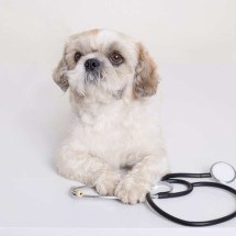 Pets enfermeiros: como sua presença ajuda na recuperação? - Freepik