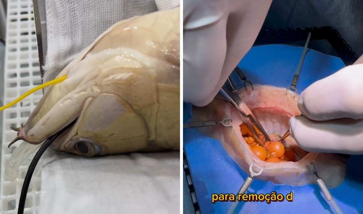Vídeo de cirurgia em peixe viraliza na web