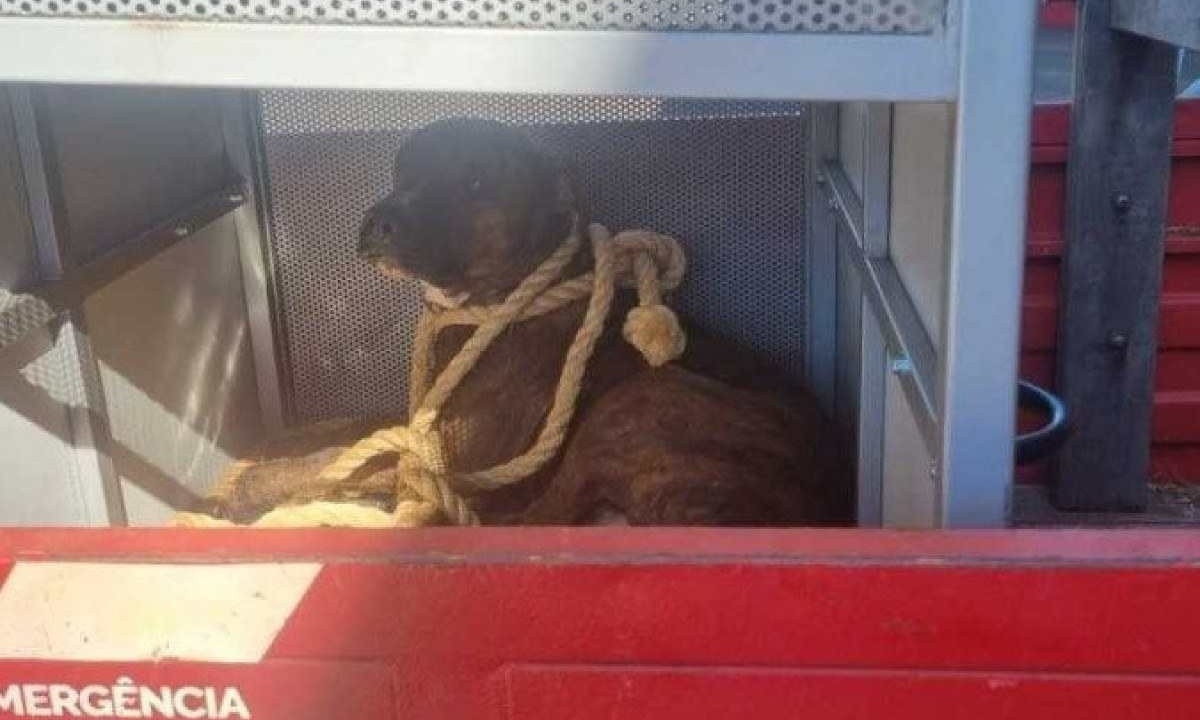 O animal foi resgatado pelo Corpo de Bombeiros e será levado para uma ONG do município -  (crédito:  Divulgação/CBMGO)