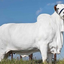 Vaca mais cara do mundo, que fica em MG, entra para o Guinness Book - Fazenda Napemo/Divulgação