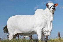 Vaca mais cara do mundo, que fica em MG, entra para o Guinness Book