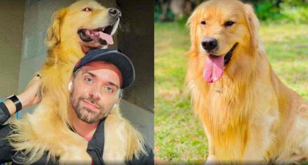 Morte de cachorro: Gol suspende transporte de pets no porão por 30 dias
