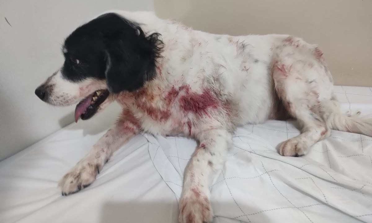 Apesar do ferimentos, cadela já teve alta de clínica veterinária 