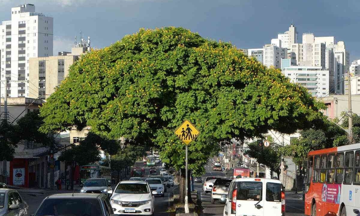 Em BH, Conselho Municipal do Meio Ambiente (COMAM) é responsável pelas diretrizes de manejo e cuidado com as árvores -  (crédito: Túlio Santos/EM/D.A Press)