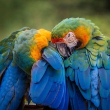 Papagaios são ‘testemunhas’ de adultério em tribunal na Turquia - Imagem de Amy Irizarry por Pixabay