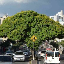 Belo Horizonte ganha título de 'Cidade Árvore' por entidade ligada à ONU - Túlio Santos/EM/D.A Press