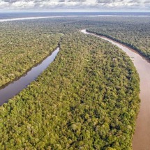 Floresta amazônica se torna 'refém' dos guerrilheiros em negociações na Colômbia - Marcello Nicolato / Creative Commons