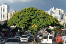 Belo Horizonte ganha título de 'Cidade Árvore' por entidade ligada à ONU