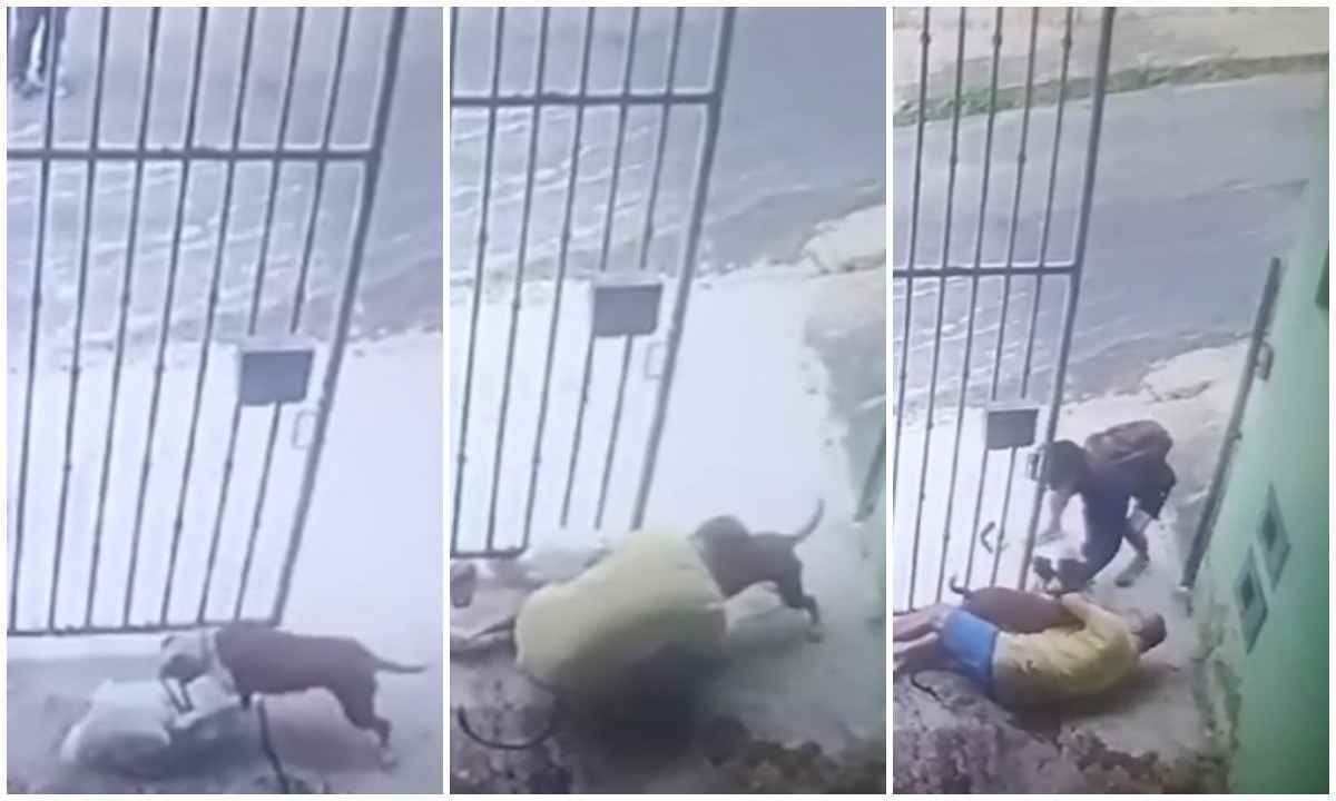 Vídeo: tutor e cadela ficam feridos em ataque de pitbull na porta de casa
