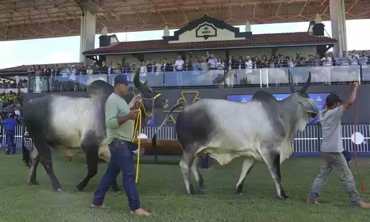 Solenidade de abertura da ExpoZebu 2023 contou com a presença dos governadores Zema e Ronaldo Caiado, de Goiás -  (crédito: Renato Manfrim/Divulgação)