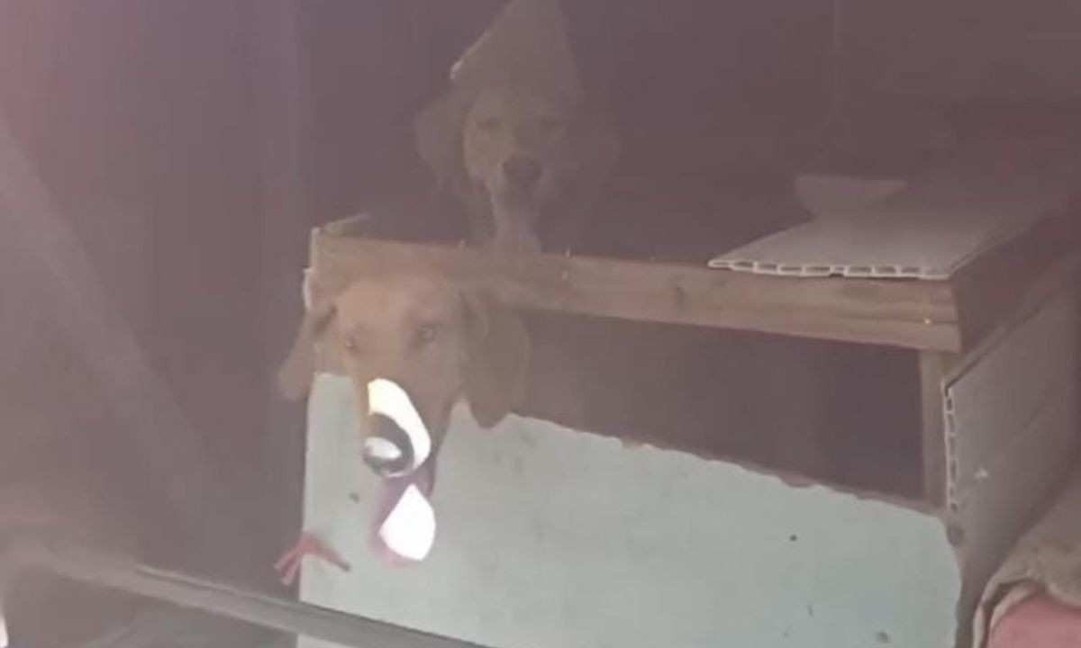 Cães foram resgatados em bagageiro de ônibus nessa terça-feira (23/4), no km 16 da BR-153 em Porangatu em Goiás
 -  (crédito: Divulgação/PRF)