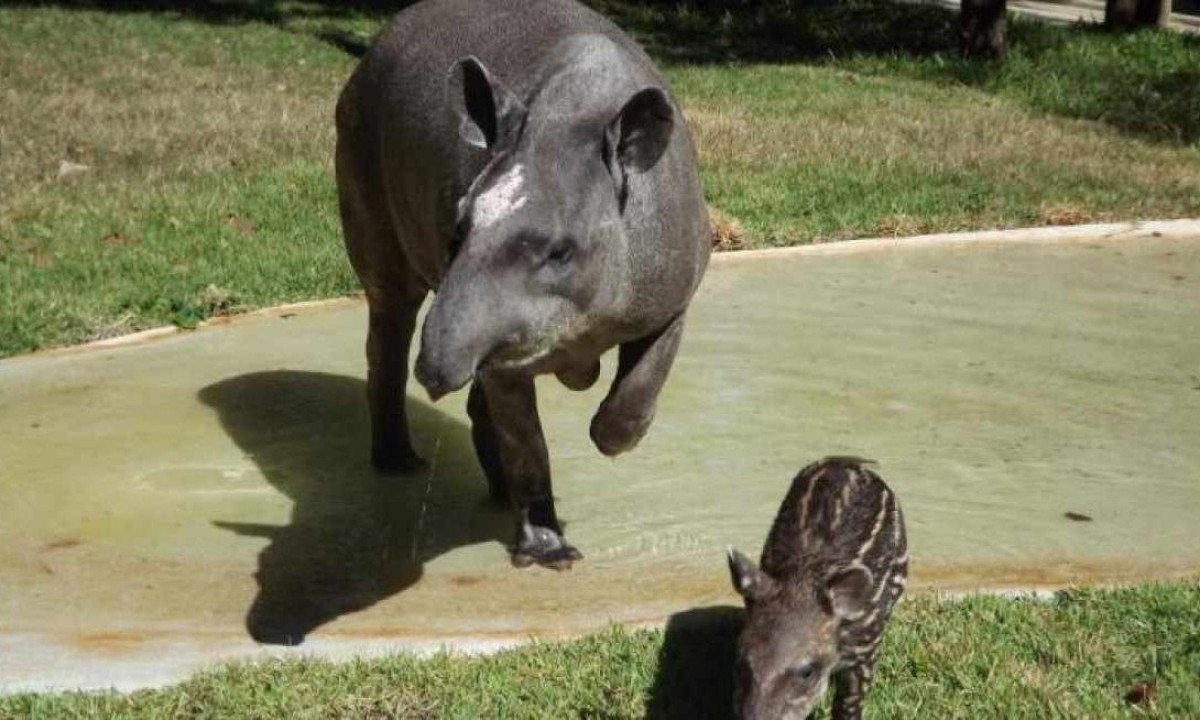 Principais ameaças a esse animal são perda de habitat e caça -  (crédito: Suziane Brugnara/PBH)