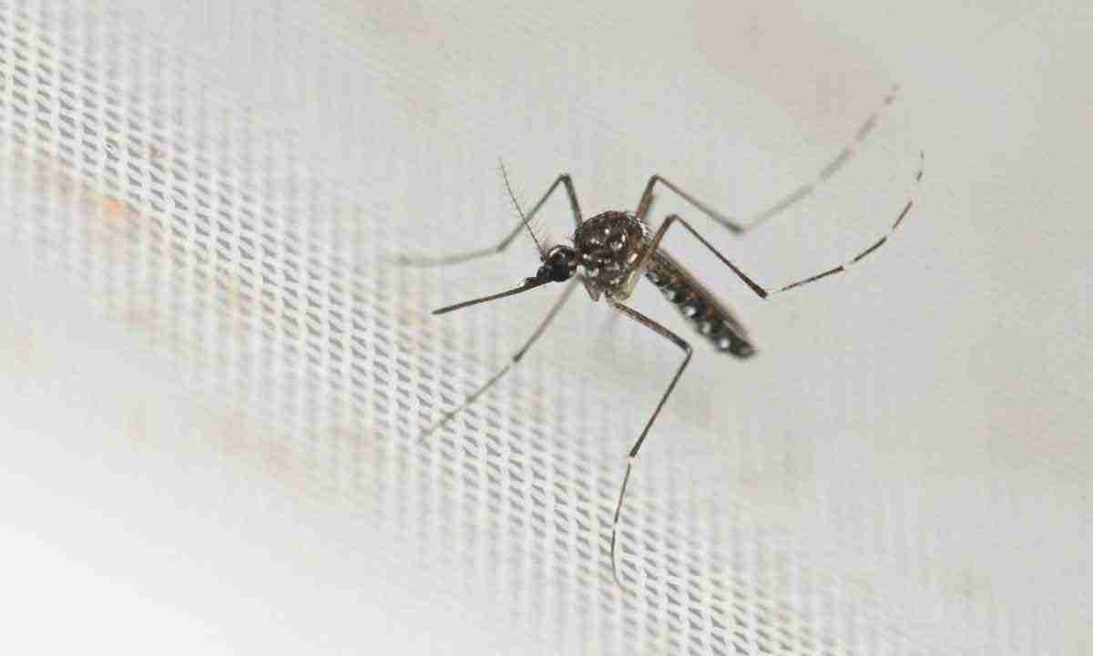 Picada do Aedes aegypti pode causar modificações oculares, algumas muito graves
 -  (crédito: Luis ROBAYO/AFP)