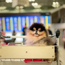 Como transportar animais de estimação durante viagens de avião e não causar danos aos pets - Getty Images