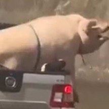 Vídeo: porco gigante tenta escapar de caçamba em caminhonete - Reprodução / Redes Sociais