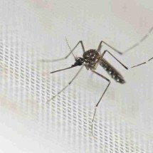 Dengue pode comprometer a sua visão. Fique atento aos sinais - Luis ROBAYO/AFP