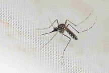 Dengue pode comprometer a sua visão. Fique atento aos sinais