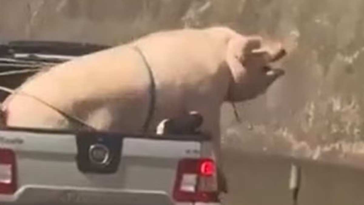 Vídeo: porco gigante tenta escapar de caçamba em caminhonete