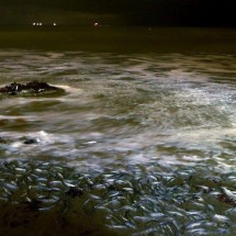 Os peixes que promovem 'orgias' nas praias da Califórnia em rituais ordenados pela Lua - Getty Images