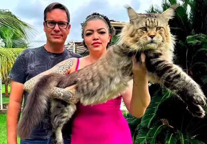 Casal brasileiro tenta registrar gato como o ‘maior do mundo’