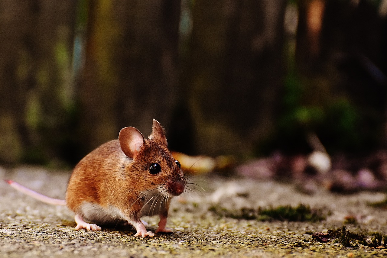Um projeto de lei apresentado no dia 11/4/2024 determina que o Departamento de Saúde de Nova York implante pastilhas salgadas para fazer com que  ratos fiquem estéreis.  -  (crédito: Imagem de Alexa por Pixabay

)