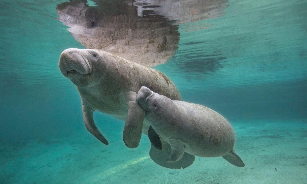 Os peixes-boi não conseguem sobreviver em águas abaixo de 20°C. Por isso, eles se reúnem em fontes de água quente para atravessar o inverno -  (crédito: Getty Images)