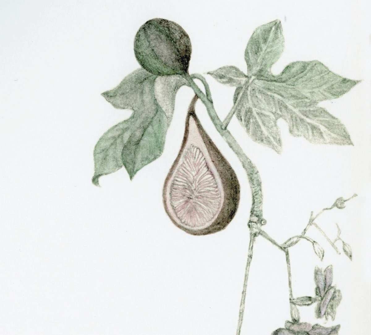 Ilustração de Julia Panadés mostra um figo no pé