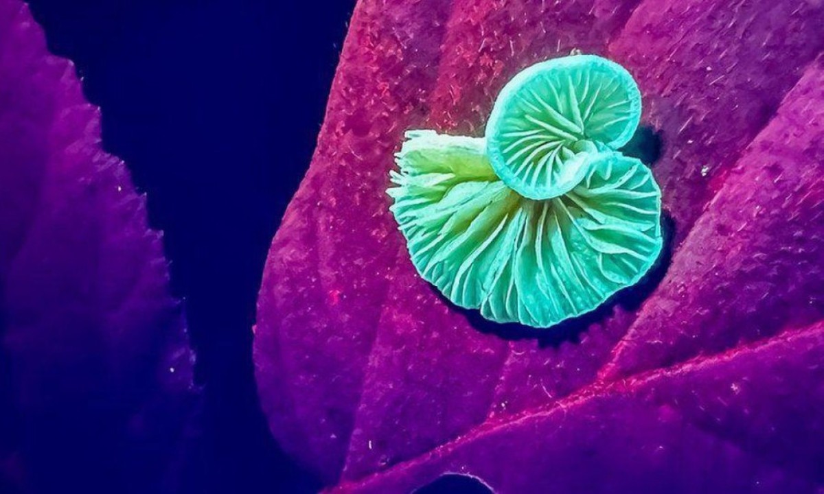 Esta anêmona foi fotografada em uma poça de maré -  (crédito: Cortesia de David Atthowe)