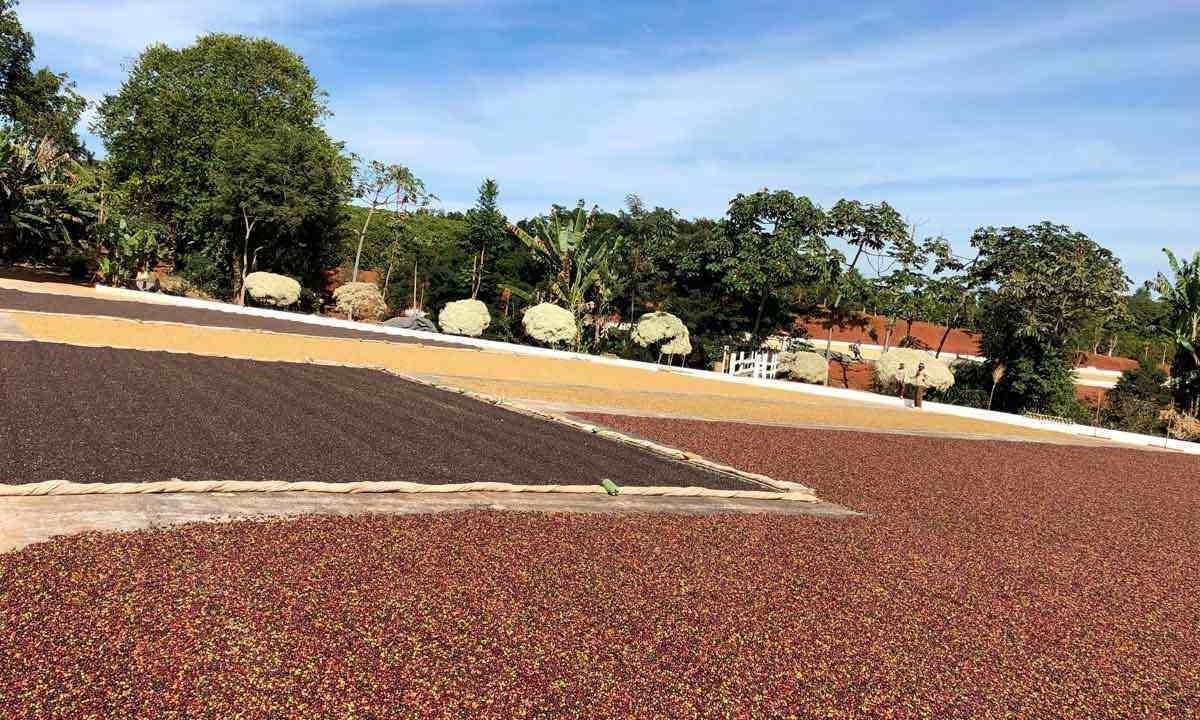 Secagem na fazenda Caxambu e Aracaçu, em Três Pontas, que planta 11 variedades -  (crédito: Fazenda Caxambu e Aracaçu/Divulgação)