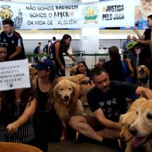 Deputados aprovam projeto que cria regras para transporte de animais -  Marcelo Ferreira/CB/D.A Press