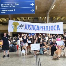 Morte de cão em voo da Gol: tutores fazem manifestação em Confins - Gladyston Rodrigues/EM/D.A. Press
