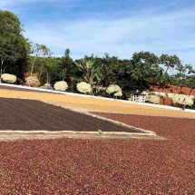 Já provou? O que é o café especial e por que ele avança pelas lavouras - Fazenda Caxambu e Aracaçu/Divulgação