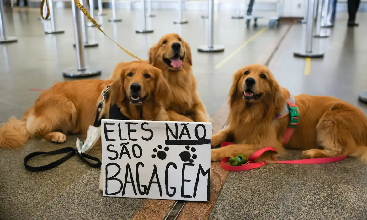 Após morte de Joca, tutores se manifestam no aeroporto de Brasília -  (crédito: EBC)