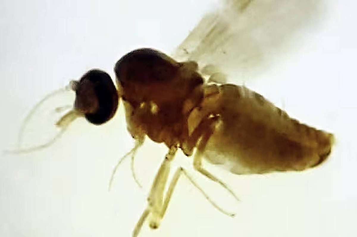 Oropouche: Sul tem casos inéditos da doença transmitida por mosquito 
