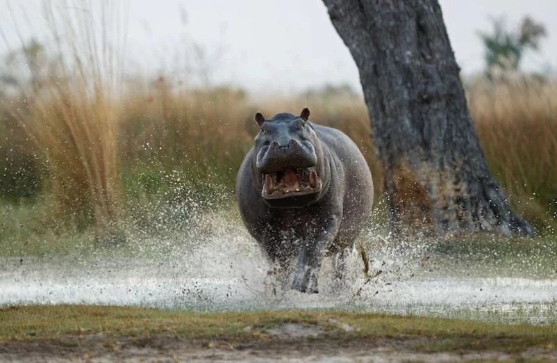 O verdadeiro Rei da Selva: hipopótamo afugenta 3 leões
