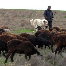 Ovelhas gigantes ajudam Tadjiquistão a lutar contra a mudança climática - Amir ISAEV / AFP