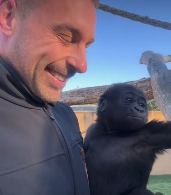 Uma história curiosa envolvendo um bebê gorila e um cuidador  chamou a atenção recentemente em um zoológico da Austrália.  -  (crédito: reprodução / instagram @zookeeper_chad)