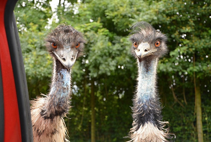 Acredite: Austrália declarou guerra aos emus. E perdeu! -  Imagem de JackieLou DL por Pixabay
