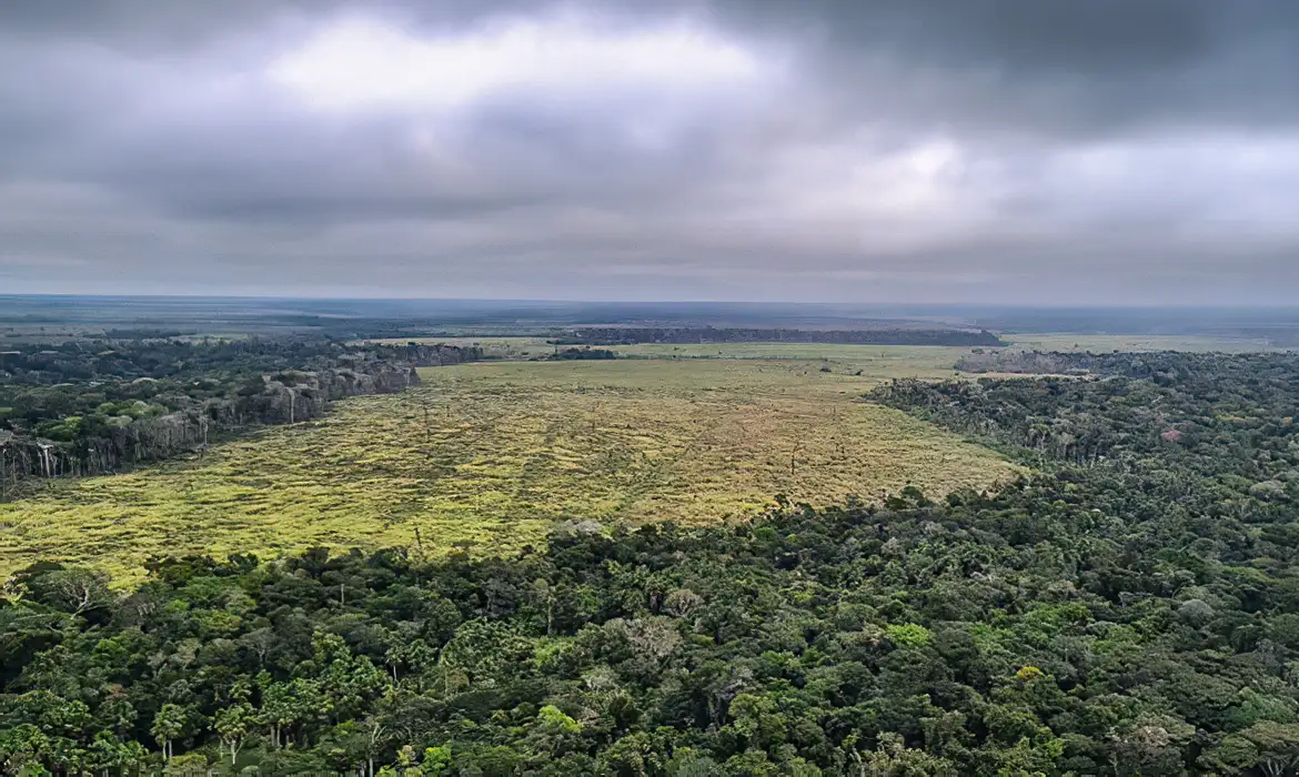 Ipam e Banco Mundial lançam plataforma sobre desmatamento na Amazônia  -  (crédito: EBC)