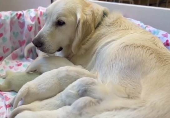 Reprodução/Instagram @goldentreasureskennel