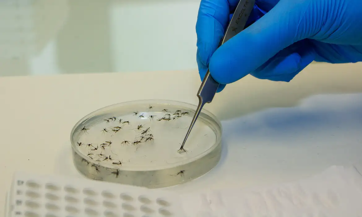 Brasil vai ampliar uso da bactéria wolbachia no combate à dengue - EBC - Saúde