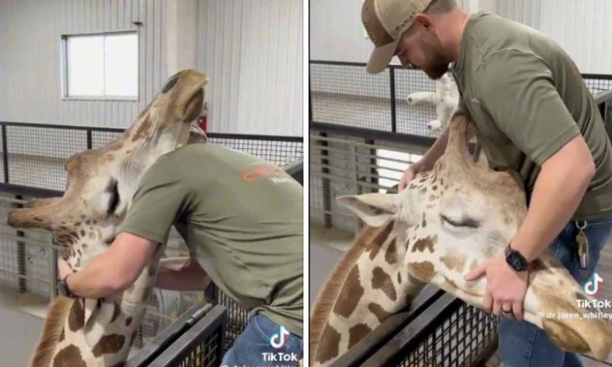 Girafa faz carinho em quiroprata após ele resolver problema em seu pescoço -  (crédito: Reprodução / Redes sociais)