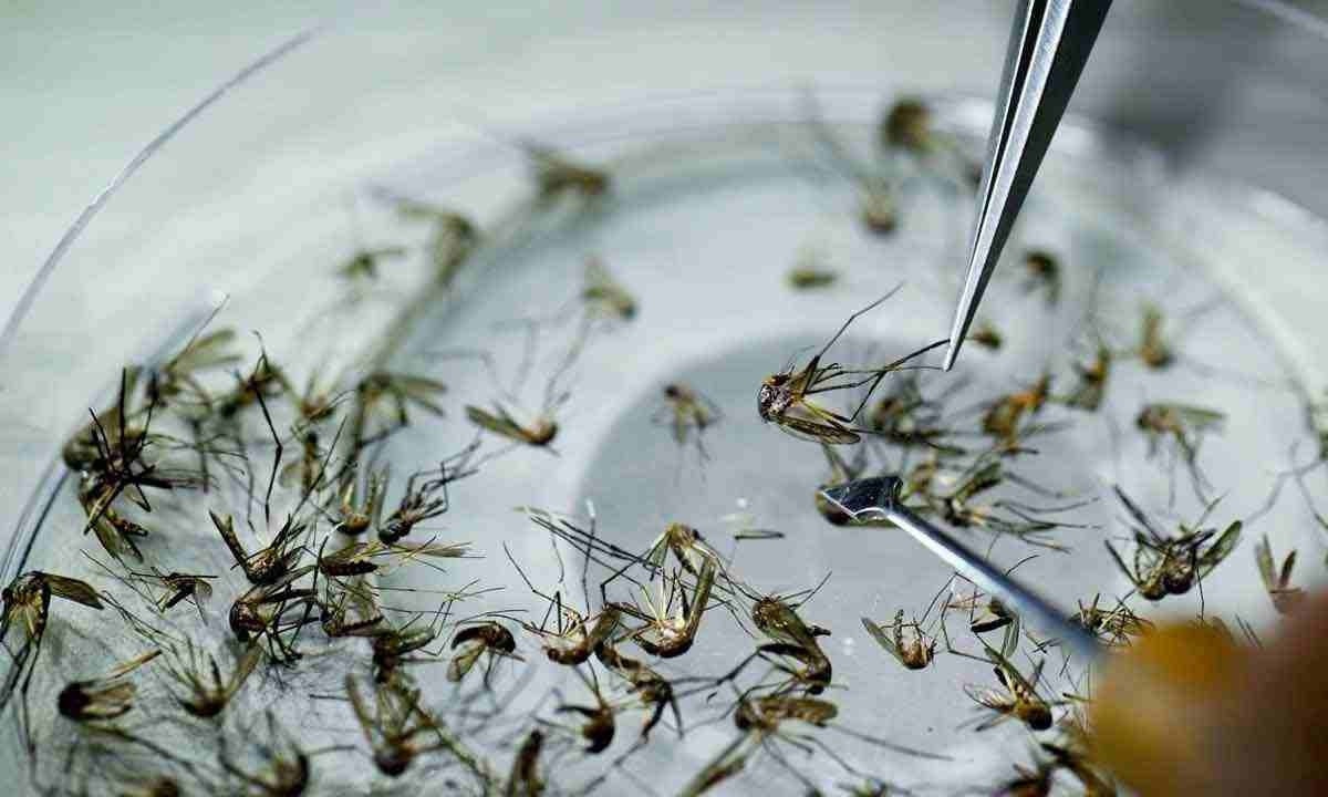 21 estados e 0 distrito federal apresentam controle da doença transmitida pelo Aedes Aegypti -  (crédito:  Luis Robayo/AFP)