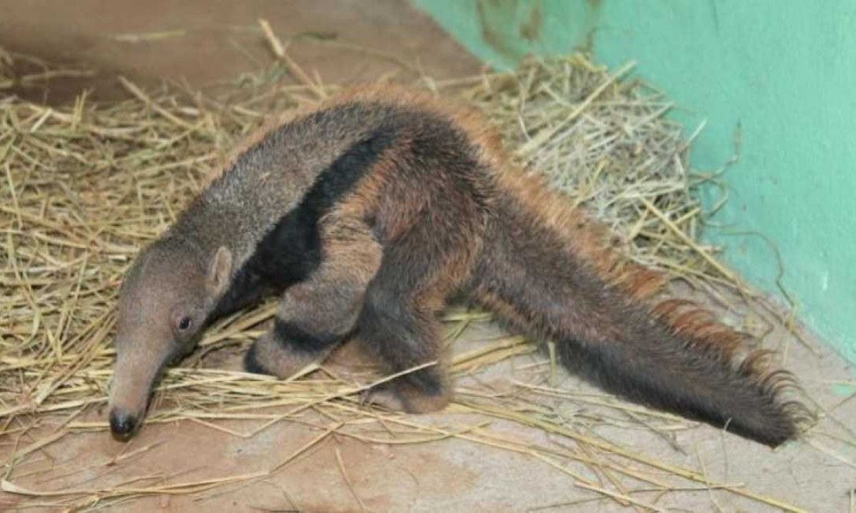 O tamanduá-bandeira é classificado como "vulnerável" nas Listas Vermelhas de Espécies Ameaçadas de Extinção -  (crédito: Livia Ansaloni/PBH)